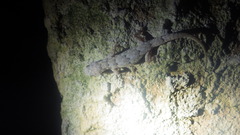 Hemidactylus mercatorius