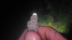 Hemidactylus mercatorius