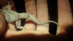 Hemidactylus mercatorius