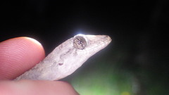 Hemidactylus mercatorius