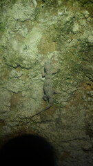 Hemidactylus mercatorius