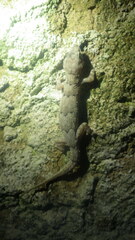 Hemidactylus mercatorius