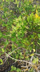 Laguncularia racemosa