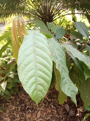 Magnoliopsida