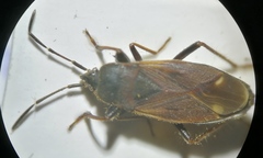 Eremocoris plebejus