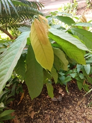 Magnoliopsida