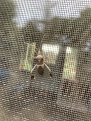 Leptoglossus zonatus