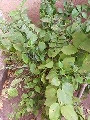 Magnoliopsida
