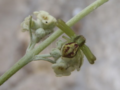Buddleja racemosa