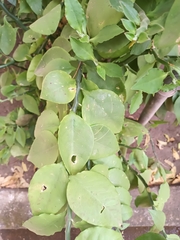 Magnoliopsida