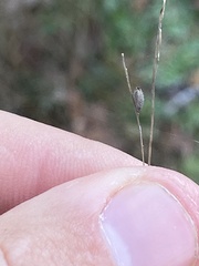 Kellochloa brachyantha