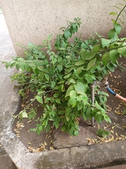 Magnoliopsida