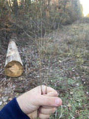 Kellochloa brachyantha