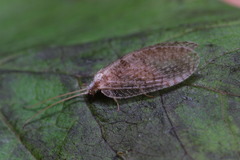 Hemerobius marginatus