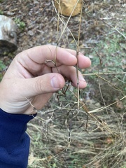 Kellochloa brachyantha