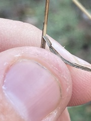 Kellochloa brachyantha