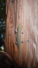 Phelsuma abbotti chekei