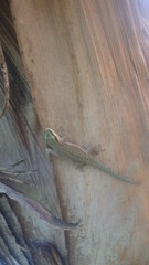 Phelsuma abbotti chekei