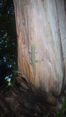 Phelsuma abbotti chekei