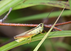 Mecostethus parapleurus