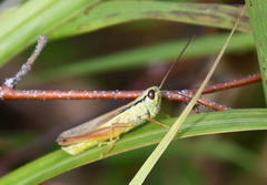 Mecostethus parapleurus