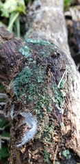 Trichoderma viride