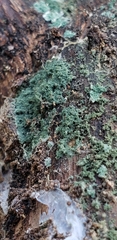 Trichoderma viride