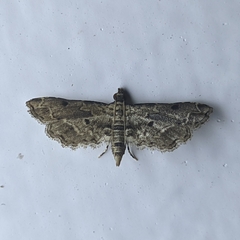 Sufetula