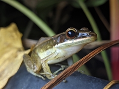 Indosylvirana