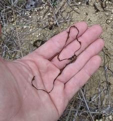 Nostoc flagelliforme