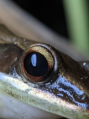 Indosylvirana