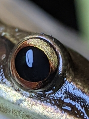 Indosylvirana