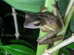 Polypedates occidentalis