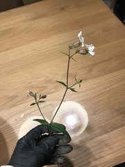 Silene latifolia