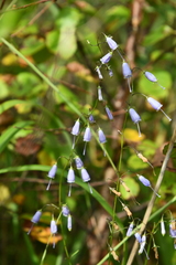 Adenophora triphylla