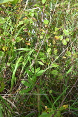 Adenophora triphylla