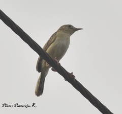 Cisticola juncidis terrestris
