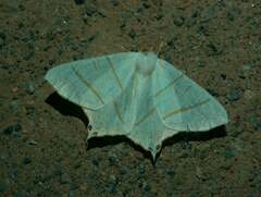 Ourapteryx sambucaria