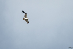 Nisaetus cirrhatus limnaeetus