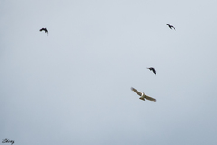 Nisaetus cirrhatus limnaeetus