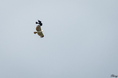 Nisaetus cirrhatus limnaeetus