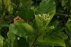 Premna serratifolia