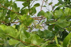 Premna serratifolia