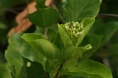 Premna serratifolia