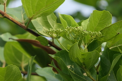 Premna serratifolia