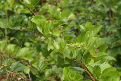 Premna serratifolia