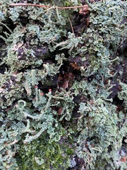 Cladonia polydactyla
