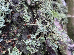 Cladonia polydactyla