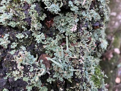 Cladonia polydactyla