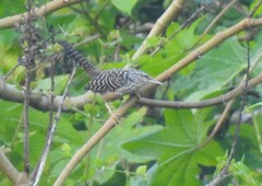 Campylorhynchus zonatus